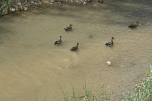 Ànecs al Rio Anoia
