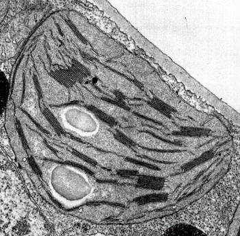 Cloroplasto