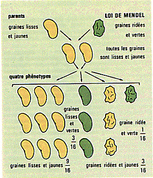 Leyes de Mendel
